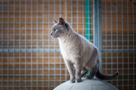 Apagi Chaussette Chat X Siamois à La Robe Blue Point