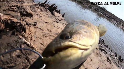 Pesca De Tarariras En Arroyo De Baradero Hoplias Malabaricus Da