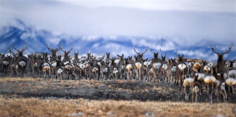 Feb 2019 Hokkaido Birding & Wildlife - Photograph - Blain Harasymiw ...