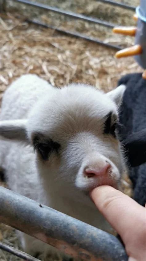 Border Collie and Baby Sheep Have a Blas... | Stock Video | Pond5 in ...