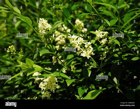 Privet Hedge Hi Res Stock Photography And Images Alamy