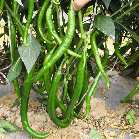 Hybrid F1 Hot Long Chili Pepper Seeds For Planting Spicy Show 13