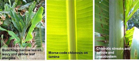 Banana Aphid Life Cycle / Melon Aphid Or Cotton Aphid Aphis Gossypii ...