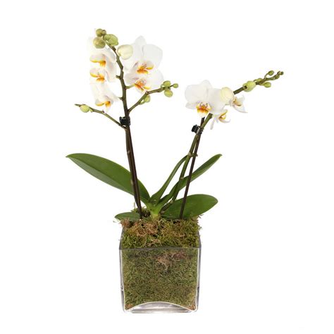 Orchids and Tropical Plants Flowers Toronto ON