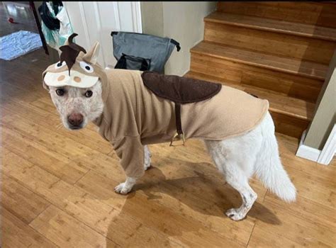 a white dog wearing a costume on top of a wooden floor