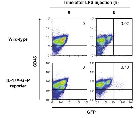 Detection Of Il A Producing Cells In Peritoneal Lavage Fluids Of Mice