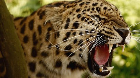 Wallpaper Animals Wildlife Big Cats Zoo Whiskers Ocelot Jaguar