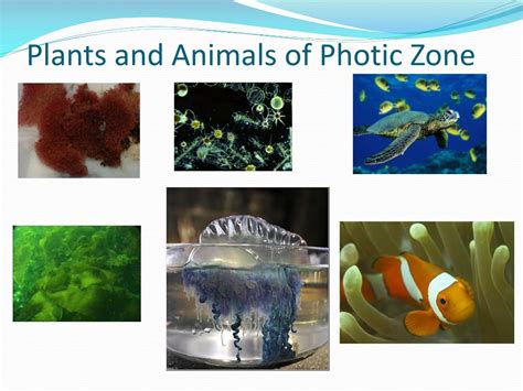 Euphotic Zone Animals