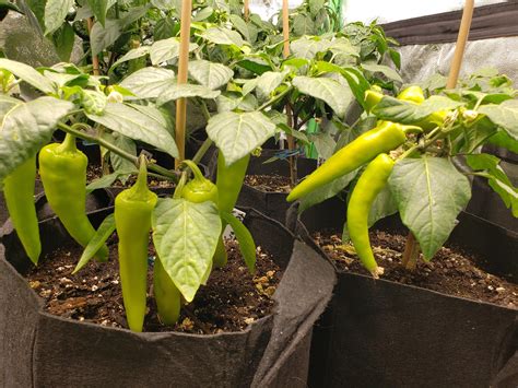 First attempt at growing peppers indoors. : r/Peppers