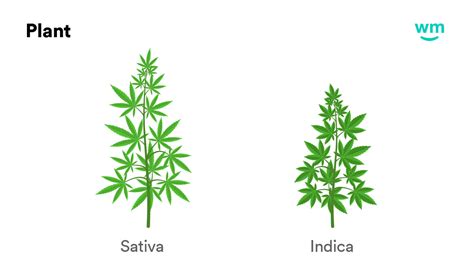 What is Sativa? Sativa Definition | Weedmaps