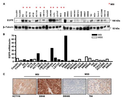 Figure 1 From An A13 Repeat Within The 3 Untranslated Region Of