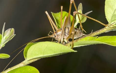 Blog - Tricks To Keeping Camel Crickets Away From Your Las Vegas Home