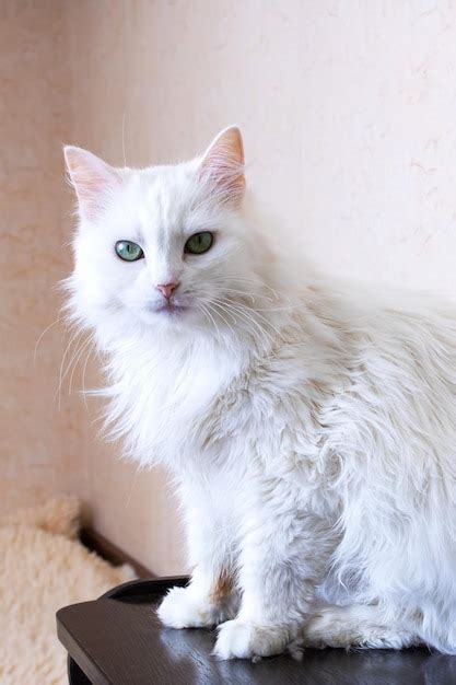 Premium Photo White Fluffy Cat Sitting On A Table