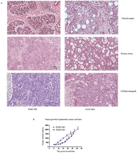 In Vivo Tumorigenicity Test Of The Pancreatic Cancer Cell Lines A