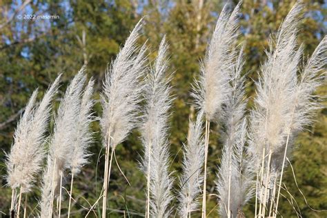 masamin on Twitter パンパスグラス Pampas grass on Dec 19 2022 イネ科シロガネヨシ属の