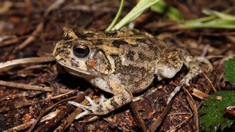 Guttural Toad Sclerophrys Gutturalis Call Youtube