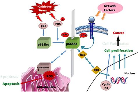 66shc A Dual Player Role Of P66shc In Cell Proliferation And Cell Download Scientific