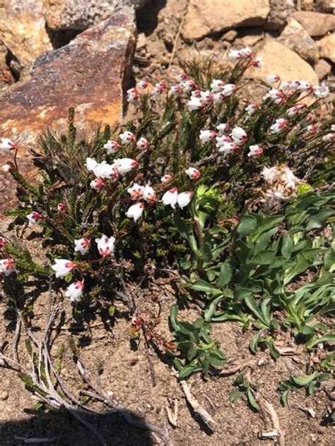 A Study In Wildflowers — Selway Bitterroot Frank Church Foundation