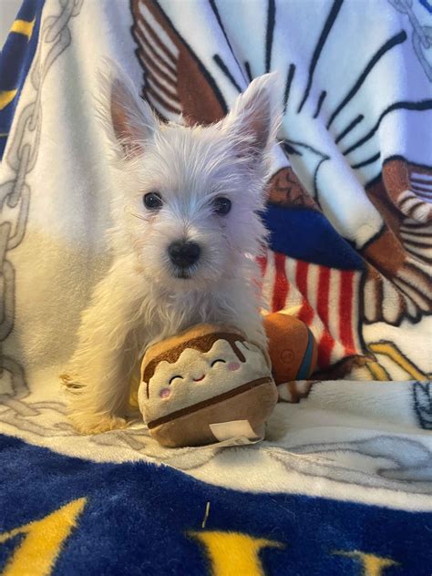 Cardinal Hill Terriers West Highland White Terrier Puppies For Sale