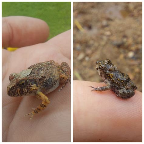 Native Burrowing Frog Left Vs Invasive Cane Toad Toadlet Right