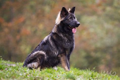 Chien Berger Allemand Poil Long Jivan Chaaya De La L Gende Du Loup Noir