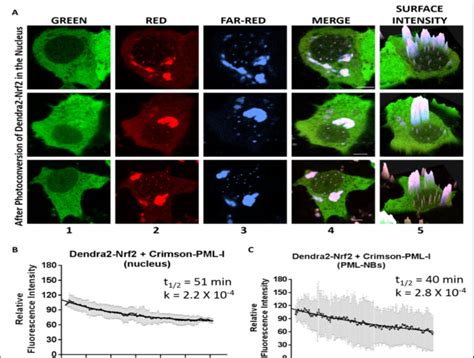 Monitoring Degradation Of Dendra Nrf In Pml Nbs A Hepg Cells X