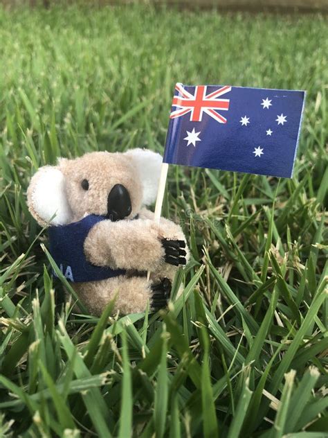 Cute Koala Holding The Australian Flag Stock Photo Image Of Jack