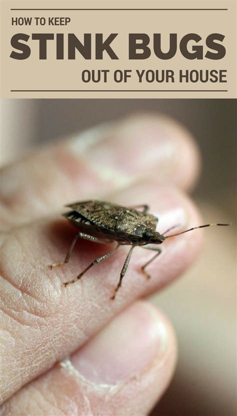 How To Keep Stink Bugs Out Of Your House Stink Bug Repellent Stink Bug Trap