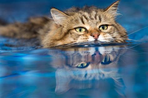 Ras Kucing Yang Tidak Takut Air Dan Bisa Berenang