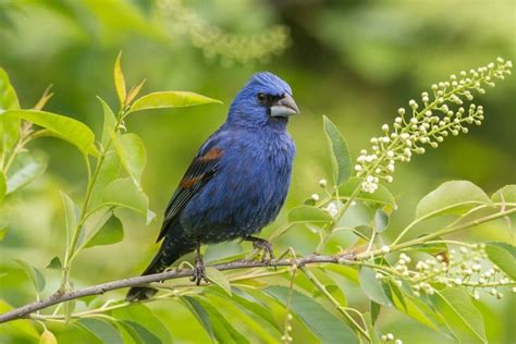 Blue Grosbeak Vs Indigo Bunting Stunning Differences Revealed Spark Lark