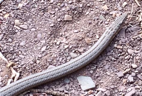 Legless Lizard • Flinders Ranges Field Naturalists