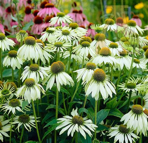 Эхинацея пурпурная Белый лебедь (Echinacea p. White Swan)