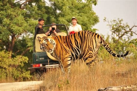 Ranthambore Tiger Safari Sawai Madhopur