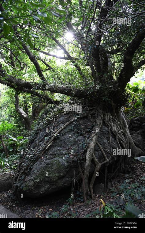 A Picture Taken On June 7 2020 Shows Trees Of Akou Ficus Wightiana