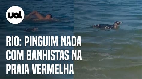 Pinguim nada banhistas na Praia Vermelha no RJ veja vídeo YouTube