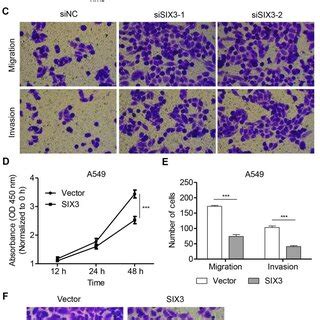 Six Regulates Nsclc Cell Proliferation Invasion And Migration H