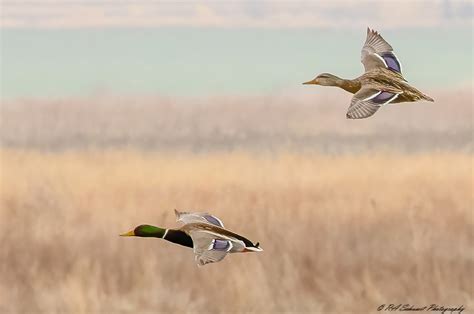 Mallard Couple Cheyenne Bottoms Wildlife Area Central Kans Ruthie