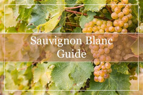 A Comprehensive Guide To Sauvignon Blanc Wines - WinePros