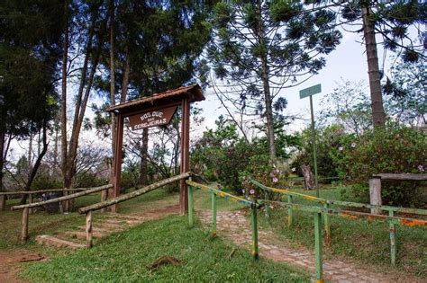 Veja Fotos Das Cerejeiras Do Parque Do Carmo Na Zona Leste De Sp