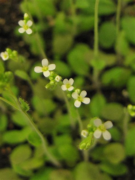 Arabidopsis Flowering 1 My Arabidopsis Thaliana Babies All Flickr