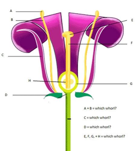 Parts Of A Plants Reproductive System Flashcards Quizlet