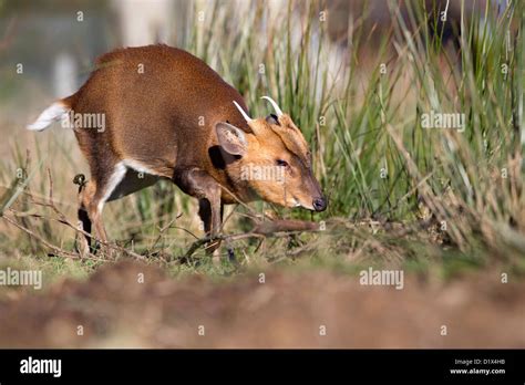 Muntjac Deer Muntiacus Reevesi Stag Uk Stock Photo Alamy