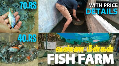 Kolathur Fish Farm வண்ண மீன் பண்ணை With English Subtitles Youtube