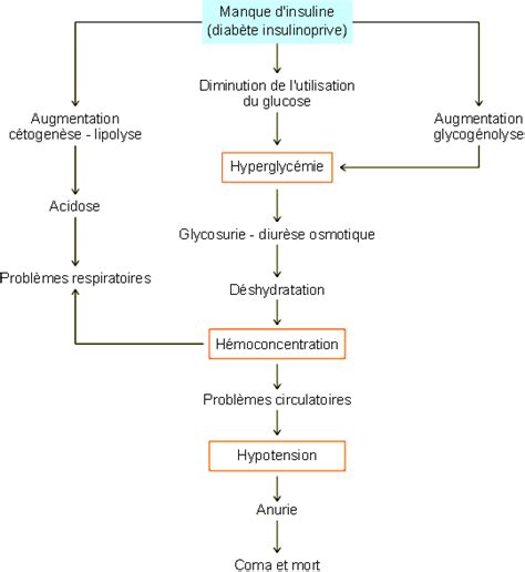 Schema Regulation Glycemie