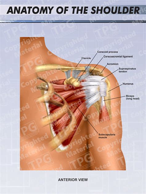 Anatomy of the Left Shoulder - Order