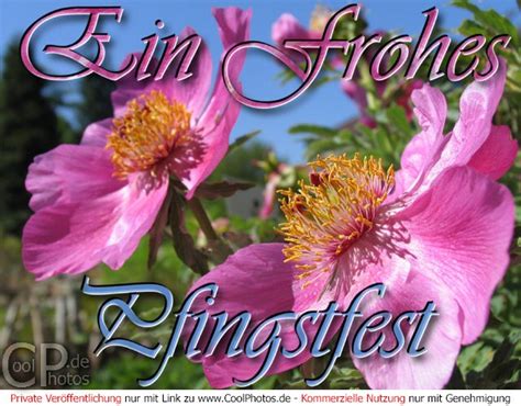 Coolphotos De Grußkarten Pfingsten Ein Frohes Pfingstfest