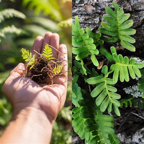 X4 Live Bare Plants Polypody Ferns Polypodium Tiny Ferns EBay