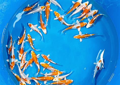 kawakami hq kikusui  cm koi area gbr