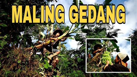 ADEGAN BERBAHAYA MALING GEDANG FILM PENDEK WONOSOBO YouTube