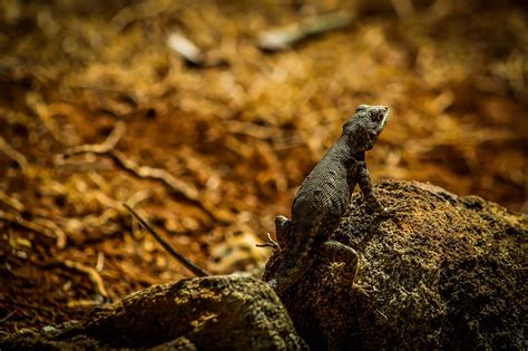 Lézard Animal Reptile Photo gratuite sur Pixabay Pixabay